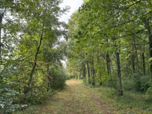 Le chemin dans le bois