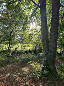 Le chemin dans le bois