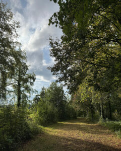 Le chemin dans le bois