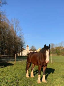 Vue du château depuis le parc animalier