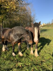 Janice et Sapphire dans le parc animalier